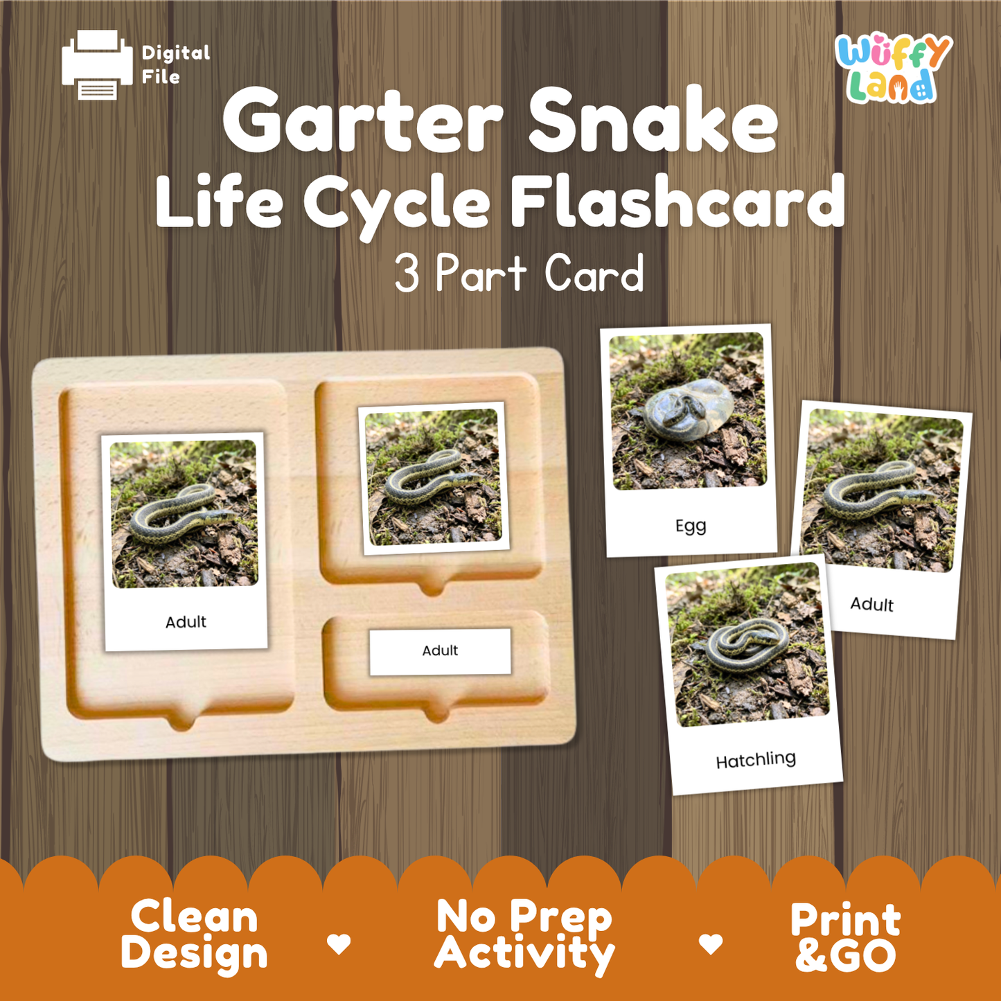 Garter Snake Life Cycle Flashcards 3 Part Cards Montessori Science Activity