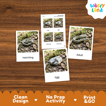 Garter Snake Life Cycle Flashcards 3 Part Cards Montessori Science Activity