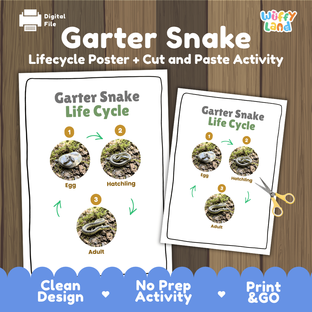 Garter Snake Life Cycle Poster and Cut and Paste Activity Worksheet