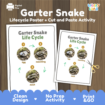 Garter Snake Life Cycle Poster and Cut and Paste Activity Worksheet