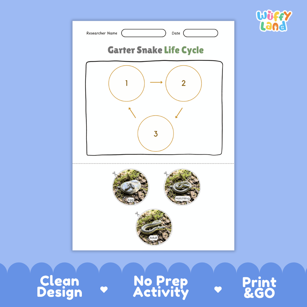 Garter Snake Life Cycle Poster and Cut and Paste Activity Worksheet