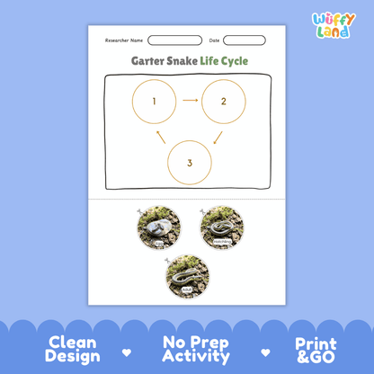 Garter Snake Life Cycle Poster and Cut and Paste Activity Worksheet