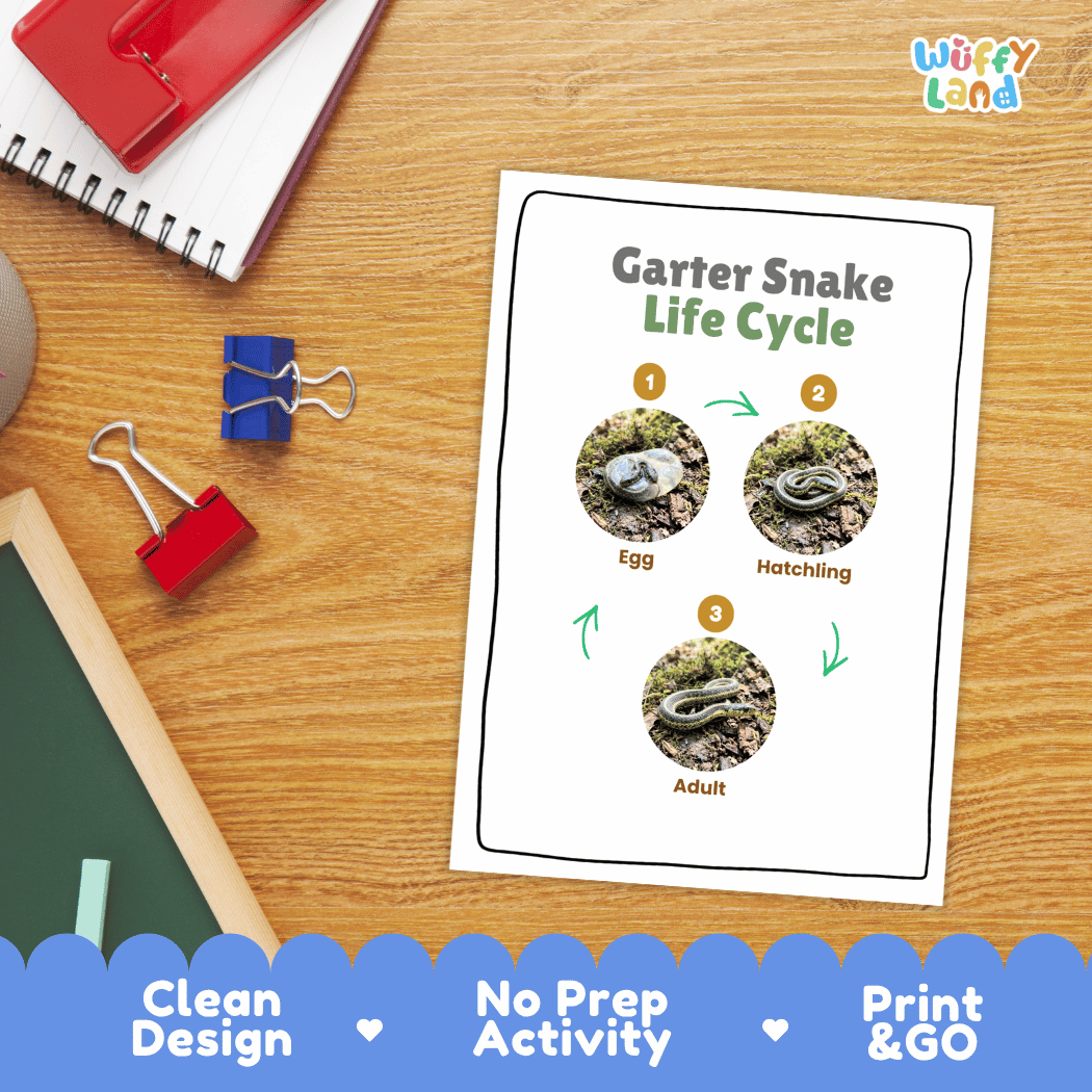 Garter Snake Life Cycle Poster and Cut and Paste Activity Worksheet