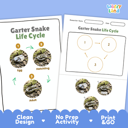 Garter Snake Life Cycle Poster and Cut and Paste Activity Worksheet