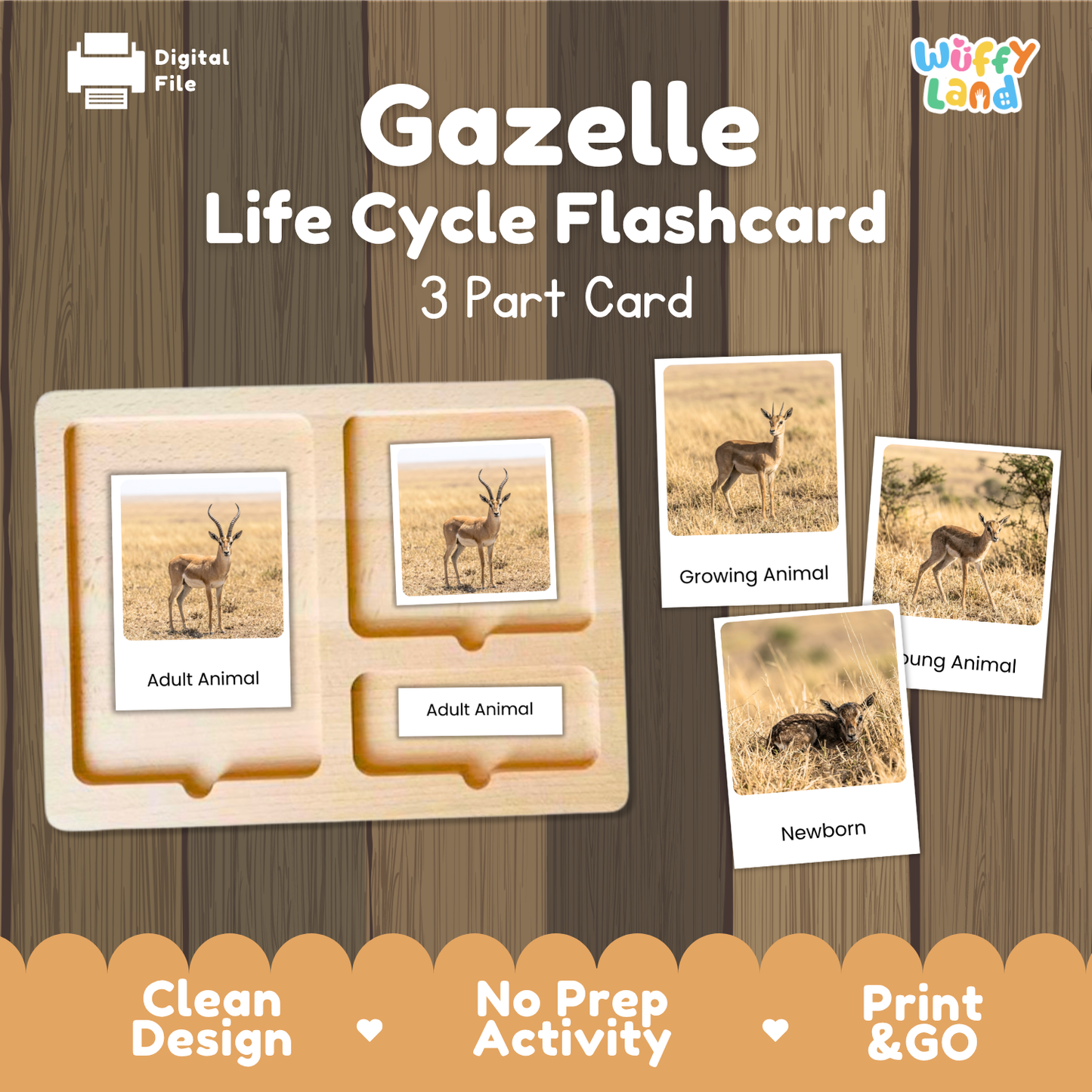 Gazelle Life Cycle Flashcards | Montessori 3 Part Cards Mammal Activity