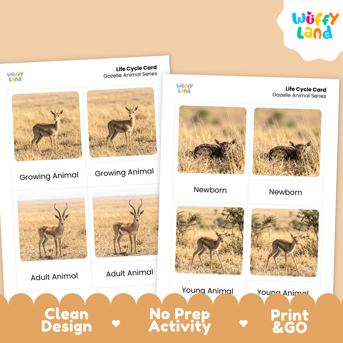 Gazelle Life Cycle Flashcards | Montessori 3 Part Cards Mammal Activity