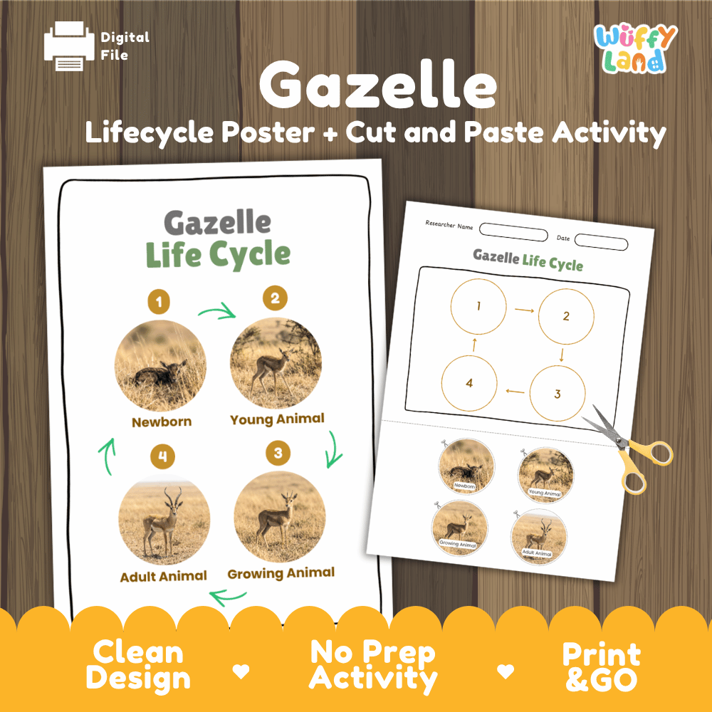 Gazelle Life Cycle Poster and Cut and Paste Activity Worksheets
