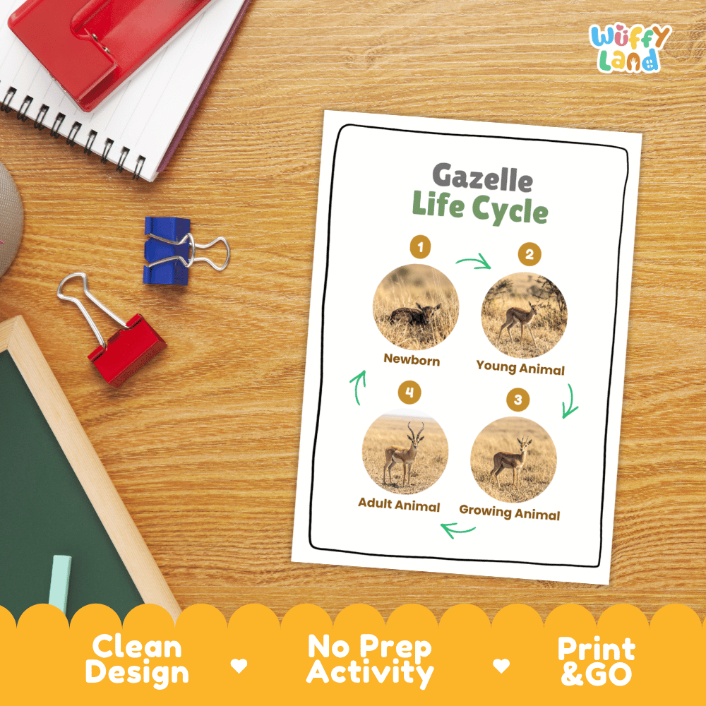 Gazelle Life Cycle Poster and Cut and Paste Activity Worksheets
