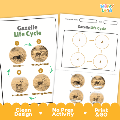 Gazelle Life Cycle Poster and Cut and Paste Activity Worksheets