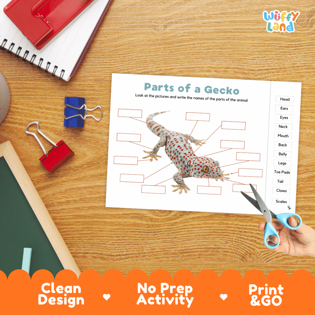Differentiated gecko body parts labeling worksheets featuring fill-in write-in boxes and vocabulary word bank