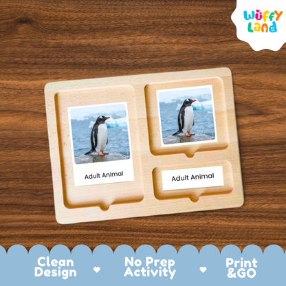 Gentoo Penguin Life Cycle Flashcards | Montessori 3 Part Cards Science Activity