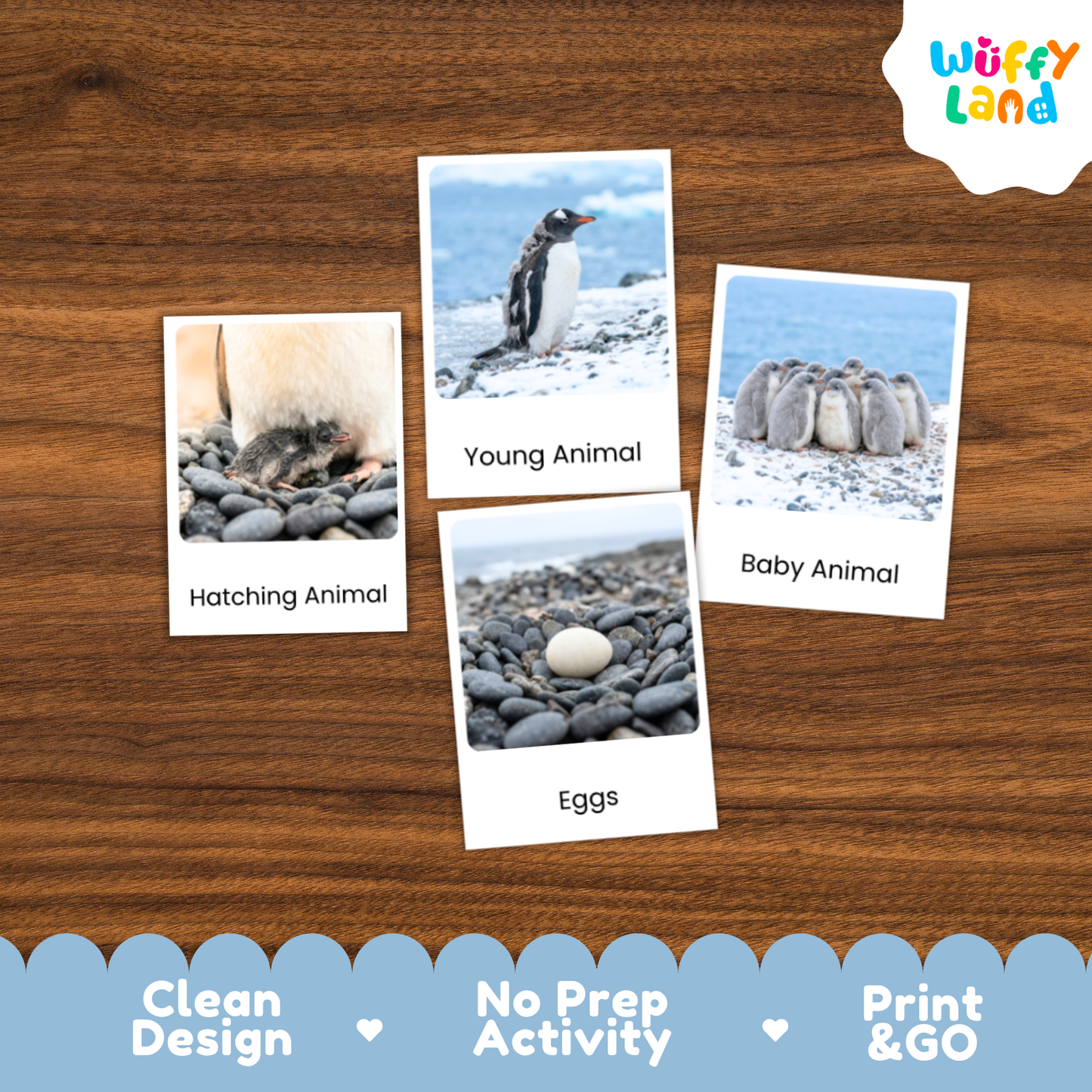 Gentoo Penguin Life Cycle Flashcards | Montessori 3 Part Cards Science Activity