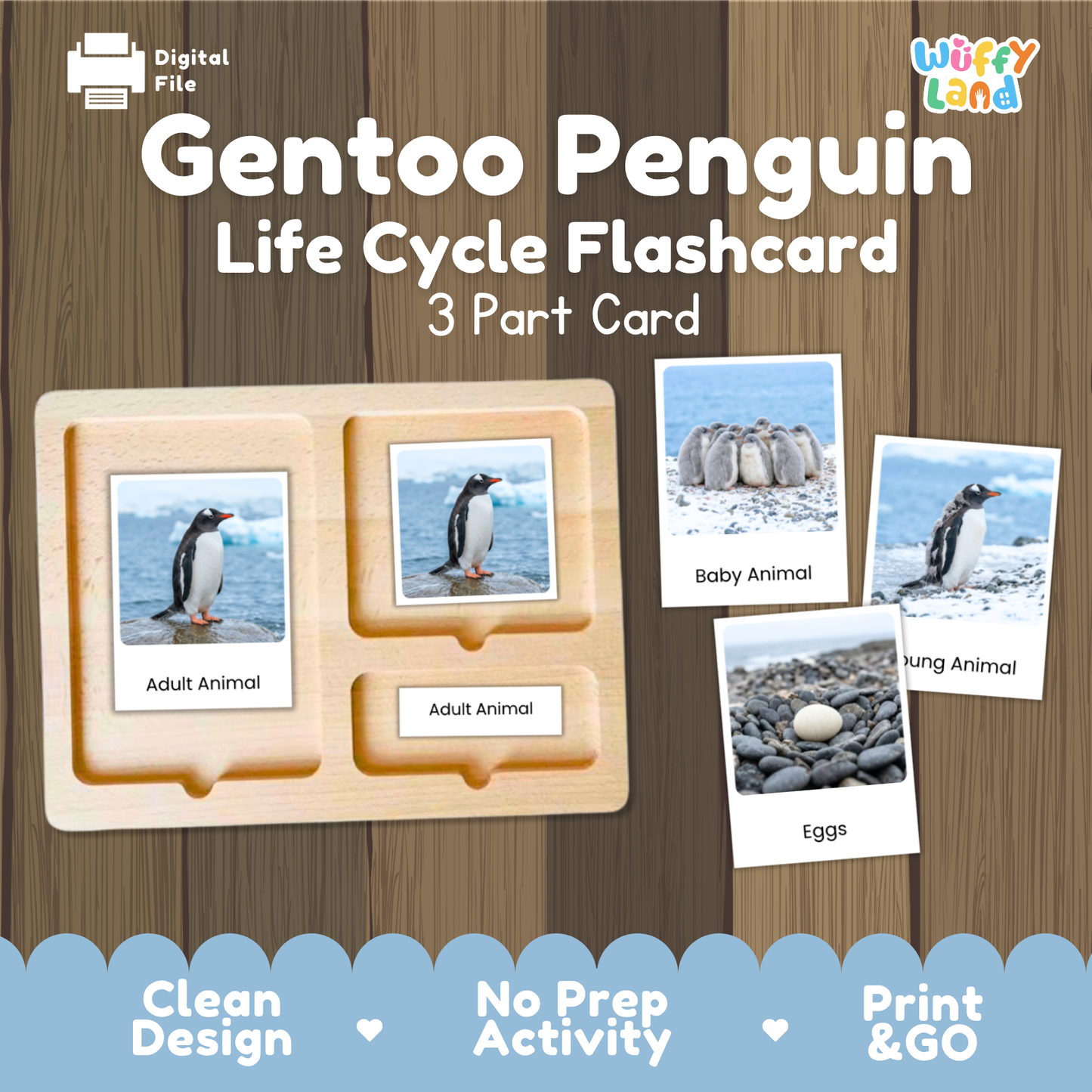 Gentoo Penguin Life Cycle Flashcards | Montessori 3 Part Cards Science Activity