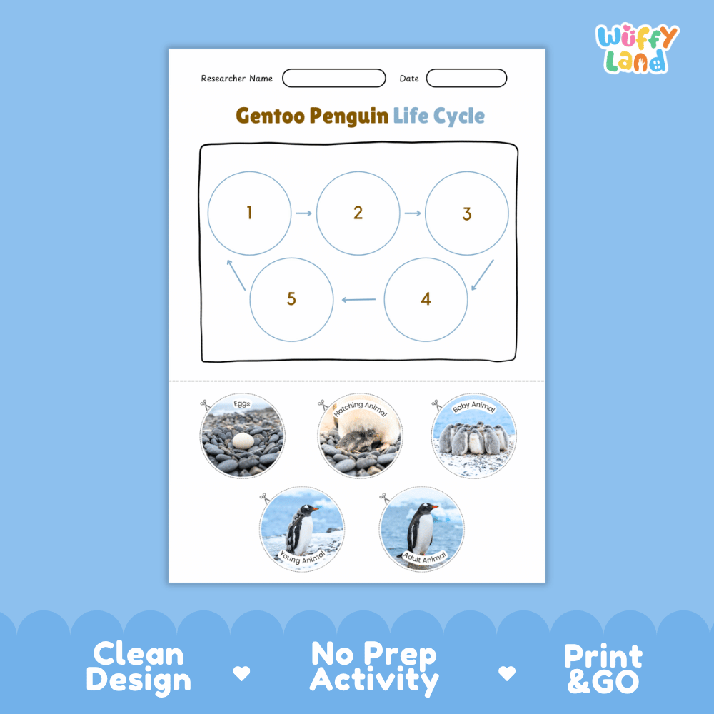 Gentoo Penguin Life Cycle Poster and Cut and Paste Worksheet Activity