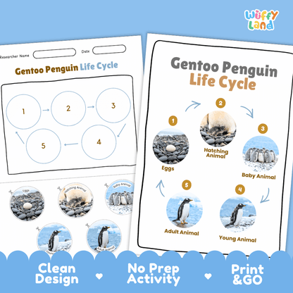 Gentoo Penguin Life Cycle Poster and Cut and Paste Worksheet Activity