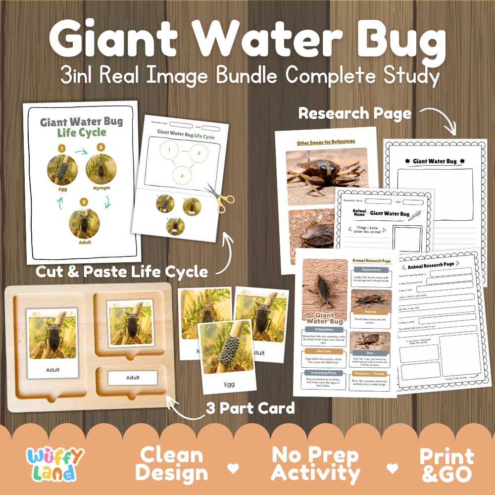 Giant water bug 3-in-1 real image bundle complete study cover showing cut and paste life cycle, 3 part cards, and research pages