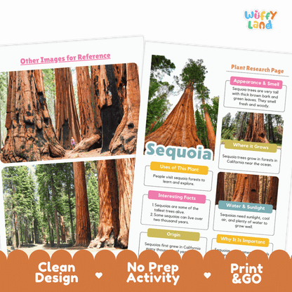 Giant Sequoia Plant Research Page and Worksheets Print and Go Activity