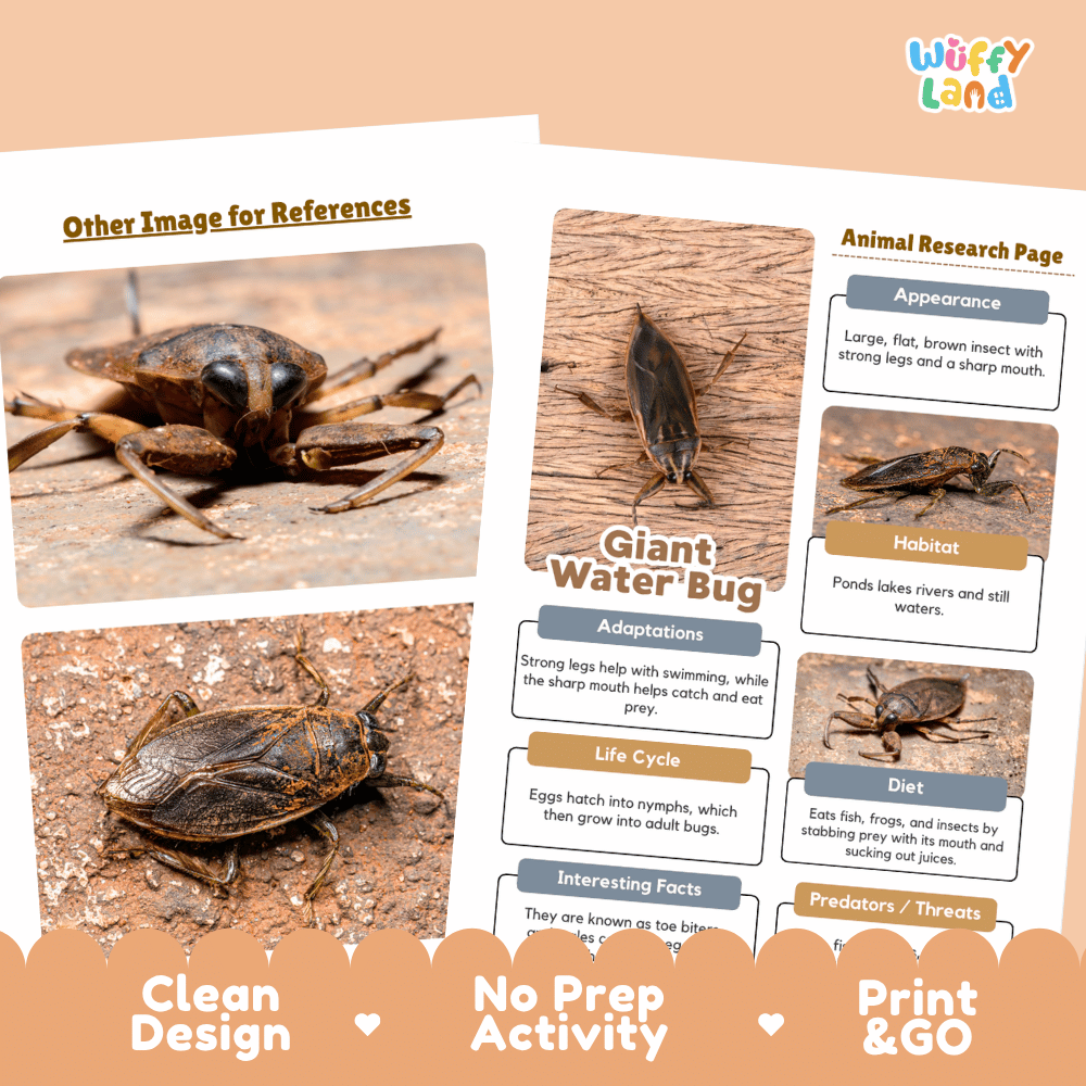 Giant Water Bug Animal Research Page Worksheets