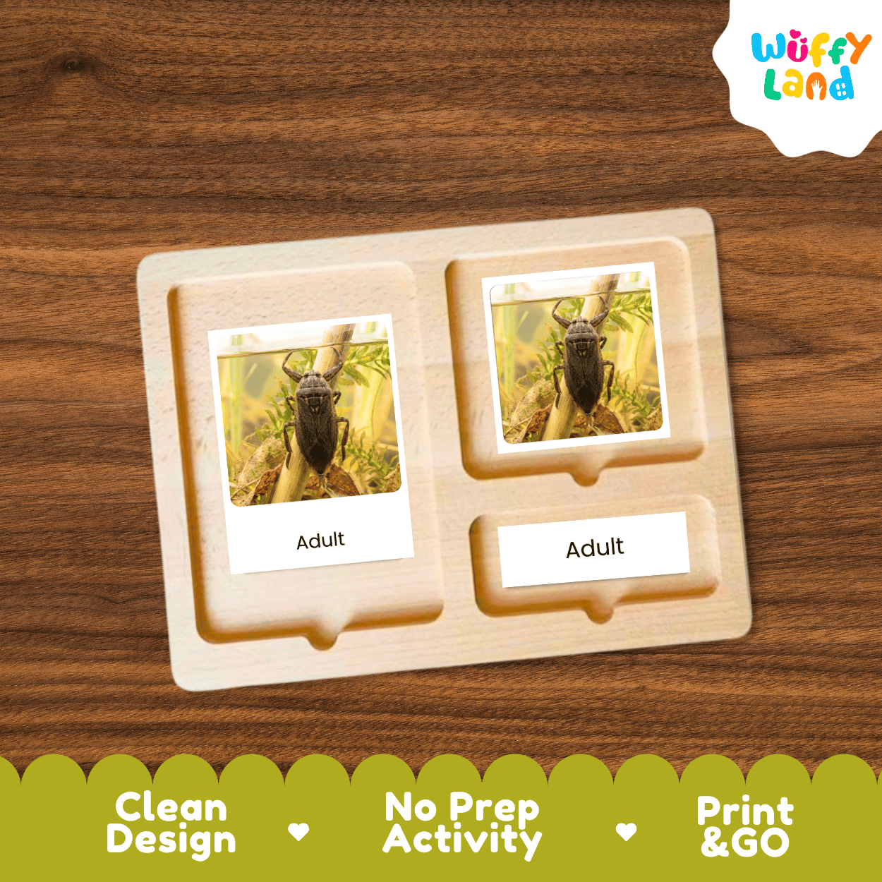 Giant Water Bug Life Cycle Flashcards | Montessori 3 Part Cards Insect Activity
