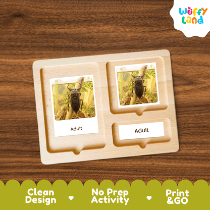 Giant Water Bug Life Cycle Flashcards | Montessori 3 Part Cards Insect Activity
