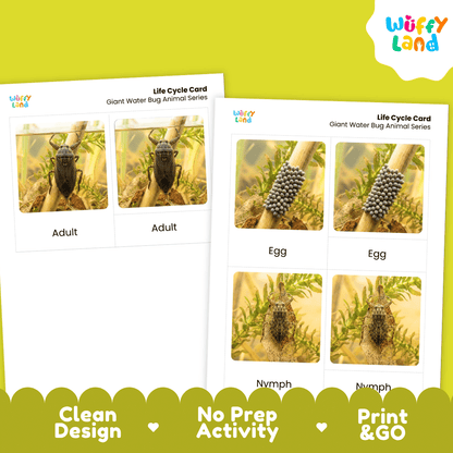 Giant Water Bug Life Cycle Flashcards | Montessori 3 Part Cards Insect Activity