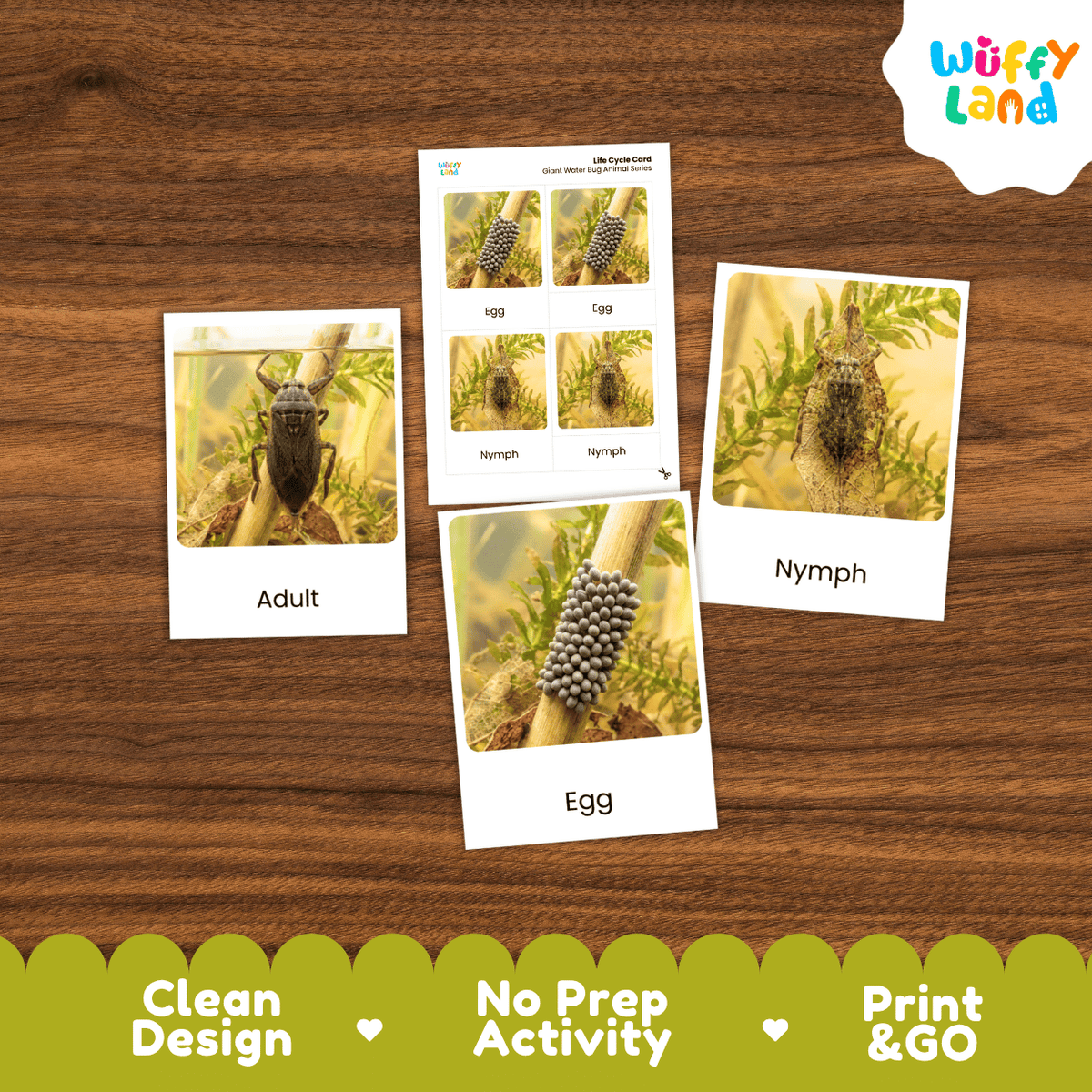 Giant Water Bug Life Cycle Flashcards | Montessori 3 Part Cards Insect Activity