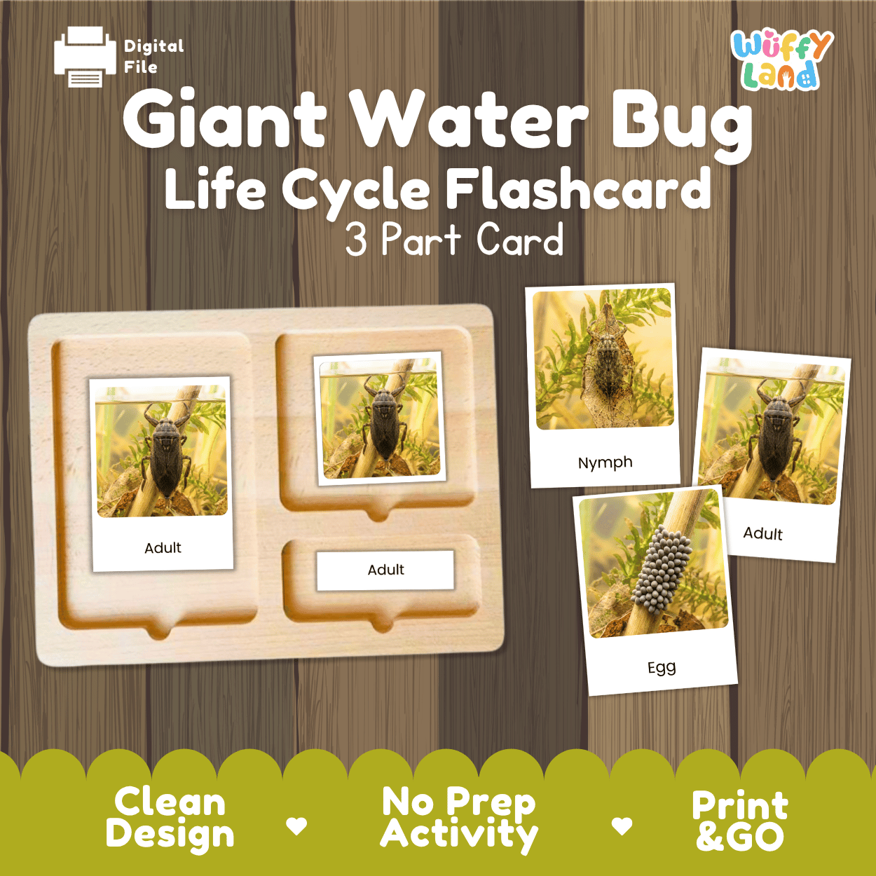 Giant Water Bug Life Cycle Flashcards | Montessori 3 Part Cards Insect Activity