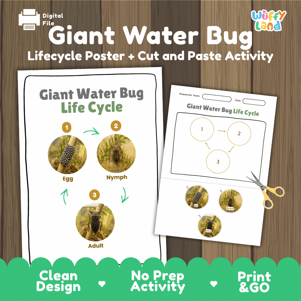 Giant Water Bug Life Cycle Poster and Cut and Paste Activity Worksheet