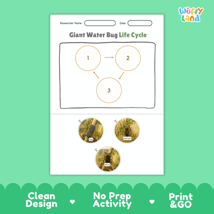 Giant Water Bug Life Cycle Poster and Cut and Paste Activity Worksheet