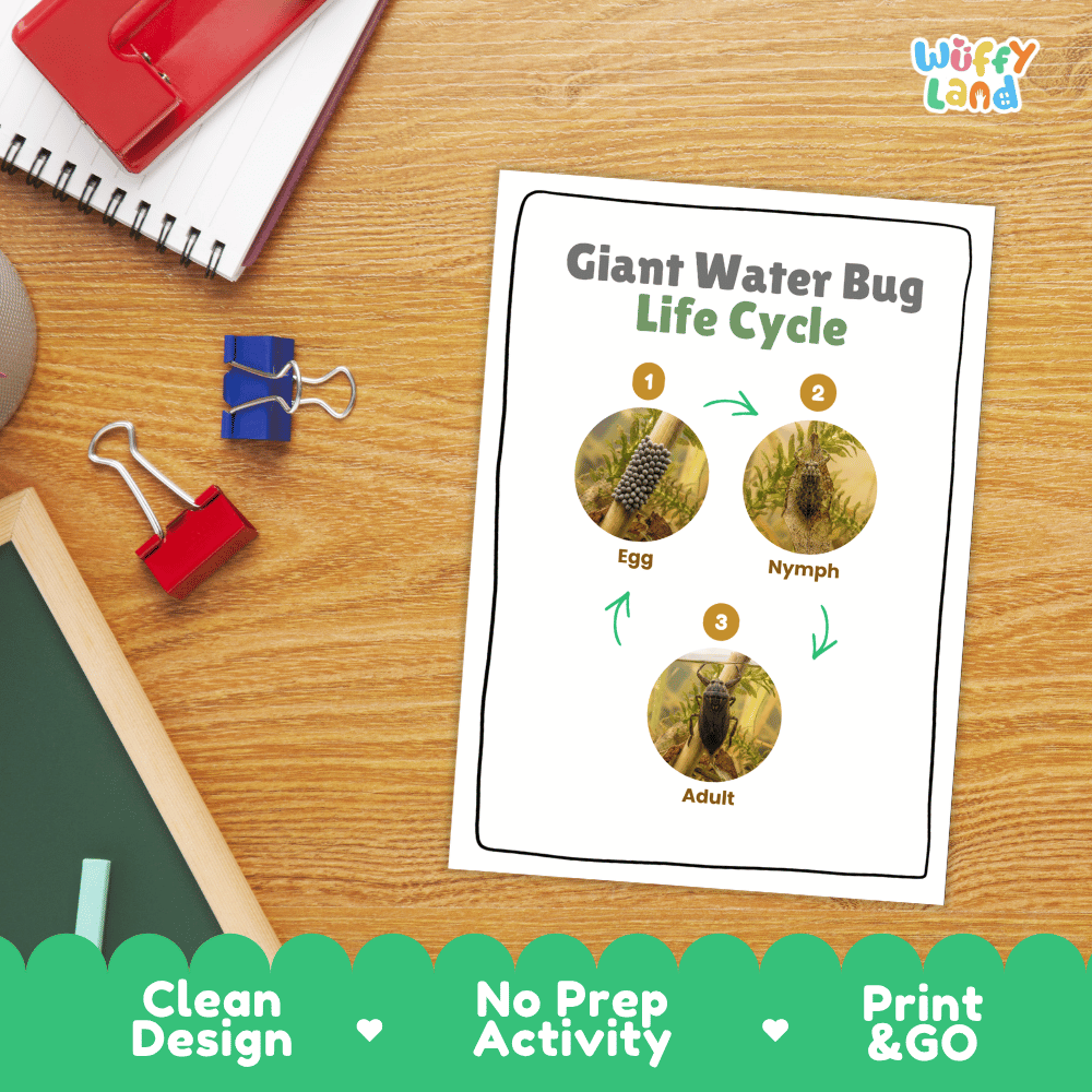 Giant Water Bug Life Cycle Poster and Cut and Paste Activity Worksheet