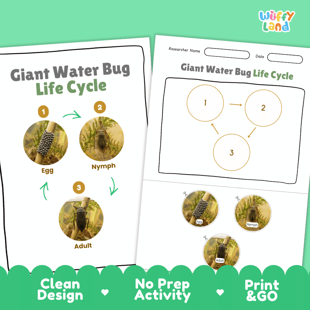 Giant Water Bug Life Cycle Poster and Cut and Paste Activity Worksheet