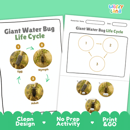 Giant Water Bug Life Cycle Poster and Cut and Paste Activity Worksheet