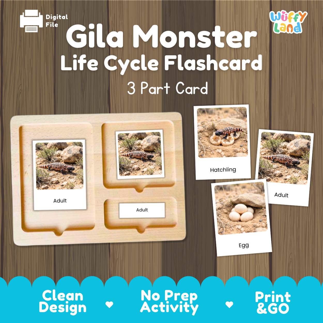 Gila Monster Life Cycle Flashcards 3 Part Cards Montessori Science Activity
