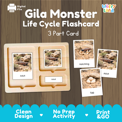Gila Monster Life Cycle Flashcards 3 Part Cards Montessori Science Activity