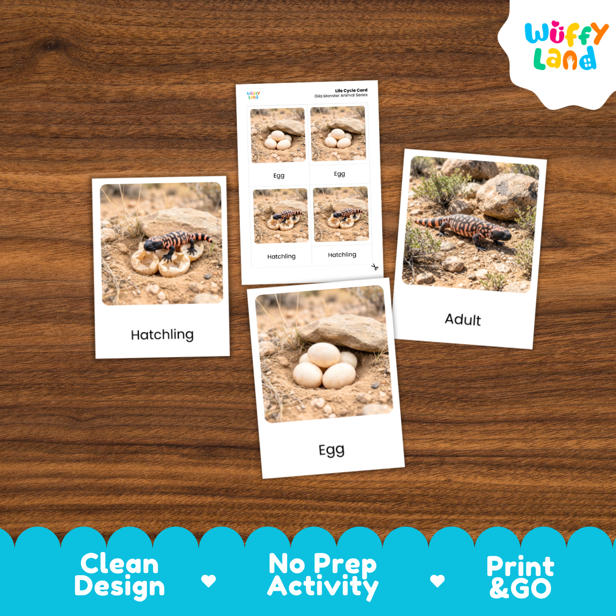 Gila Monster Life Cycle Flashcards 3 Part Cards Montessori Science Activity