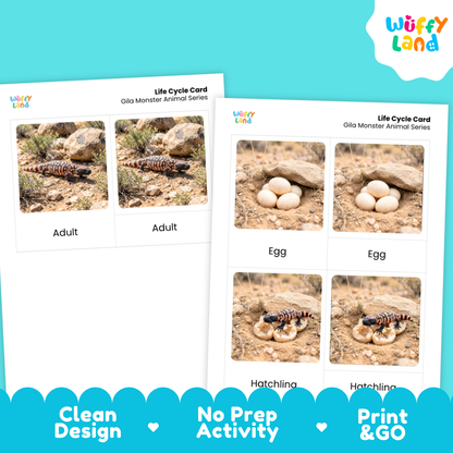 Gila Monster Life Cycle Flashcards 3 Part Cards Montessori Science Activity