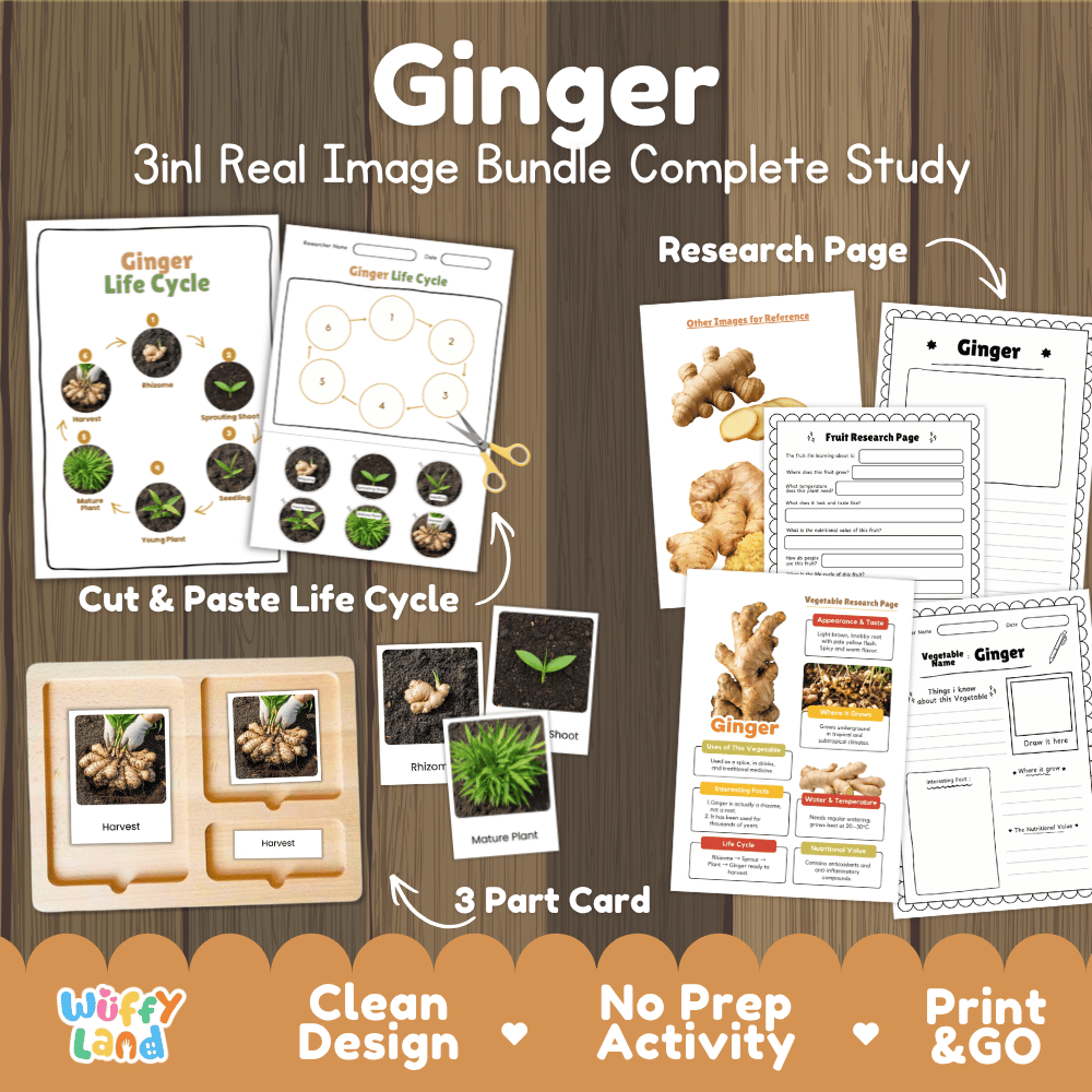 Ginger 3in1 real image bundle complete study printable featuring life cycle cut and paste worksheets, Montessori 3-part cards, and research pages