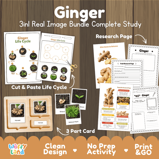 Ginger 3in1 real image bundle complete study printable featuring life cycle cut and paste worksheets, Montessori 3-part cards, and research pages
