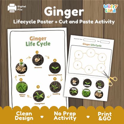 Ginger Lifecycle Poster and Cut and Paste Activity Worksheets | Plant Science Printables