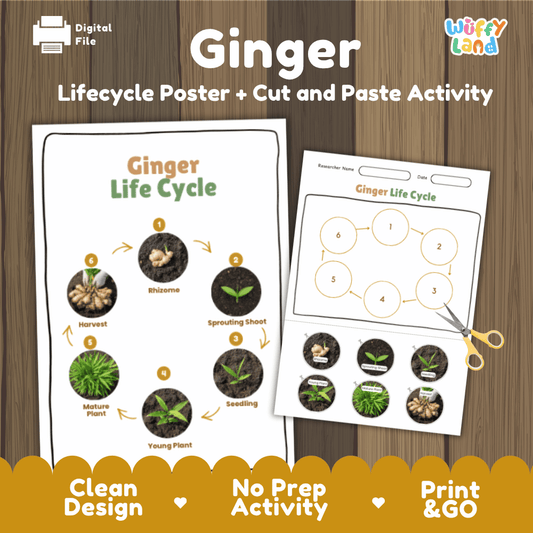 Educational ginger life cycle cut and paste sequencing worksheet with real photos showing rhizome, sprouting shoot, seedling, young plant, mature plant, and harvest