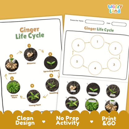 Ginger Lifecycle Poster and Cut and Paste Activity Worksheets | Plant Science Printables