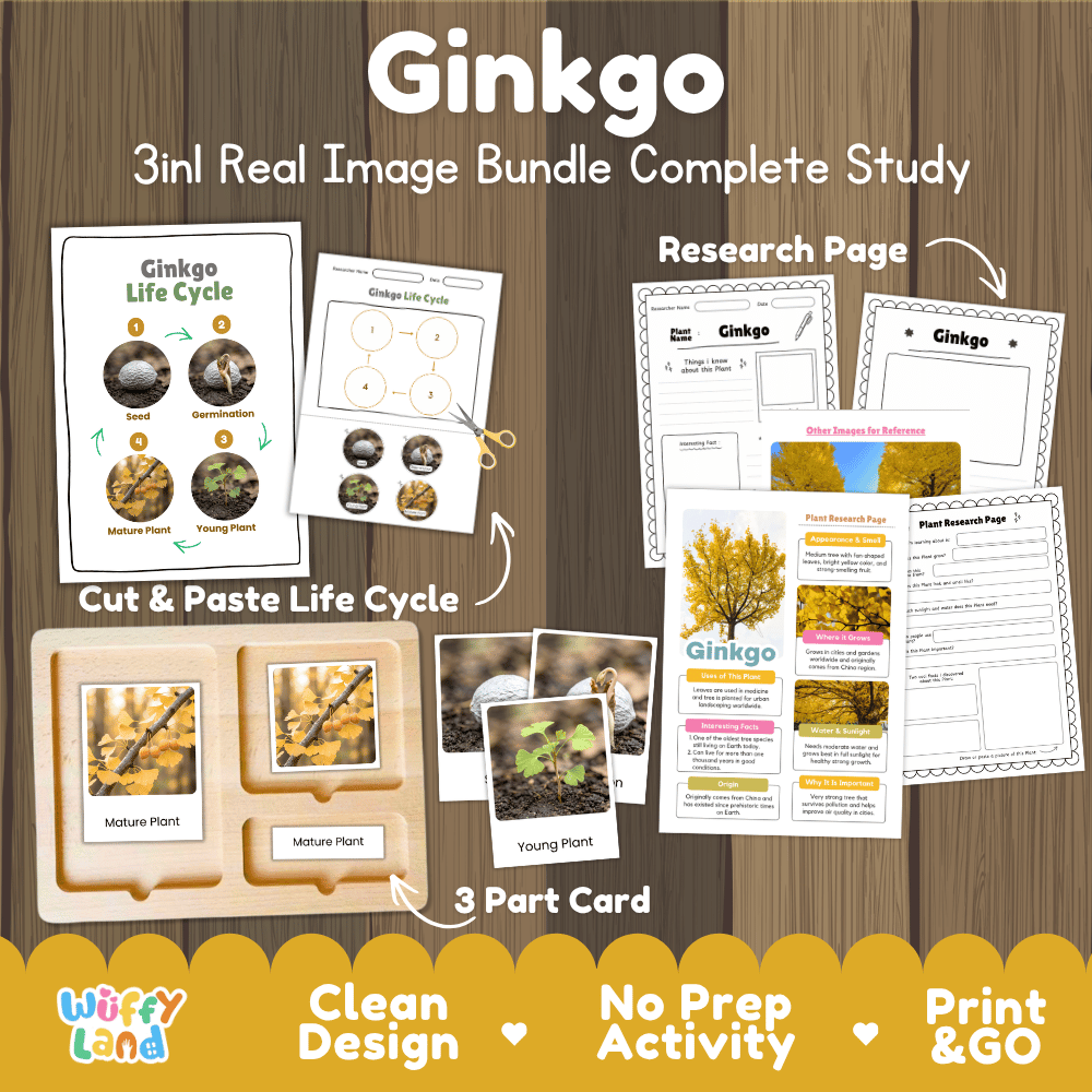 Ginkgo tree 3in1 real image bundle complete study printable featuring life cycle cut and paste worksheets, Montessori 3-part cards, and research pages
