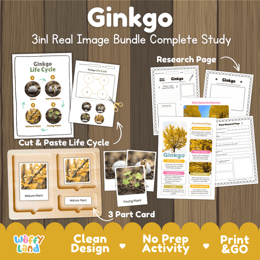 Ginkgo tree 3in1 real image bundle complete study printable featuring life cycle cut and paste worksheets, Montessori 3-part cards, and research pages
