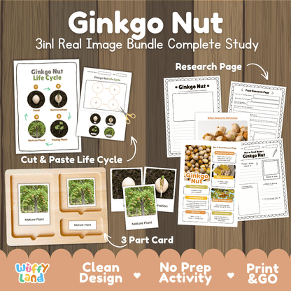 Complete Ginkgo Nut 3-in-1 real image study bundle featuring cut and paste worksheets, Montessori 3-part cards, and research pages 🍂🌱