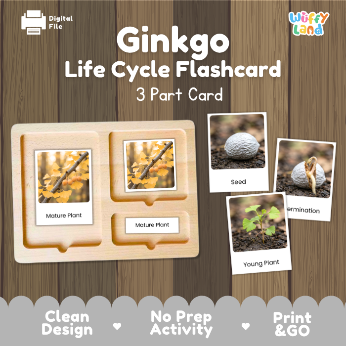 Ginkgo Life Cycle Flashcards | 3 Part Cards Montessori Science Activity