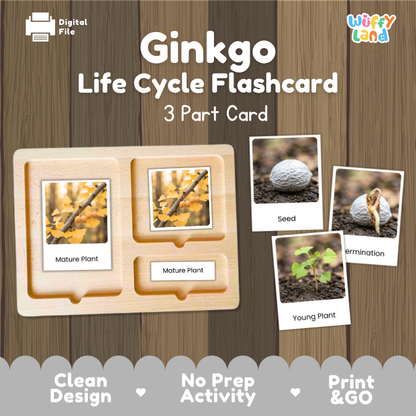 Ginkgo Life Cycle Flashcards | 3 Part Cards Montessori Science Activity