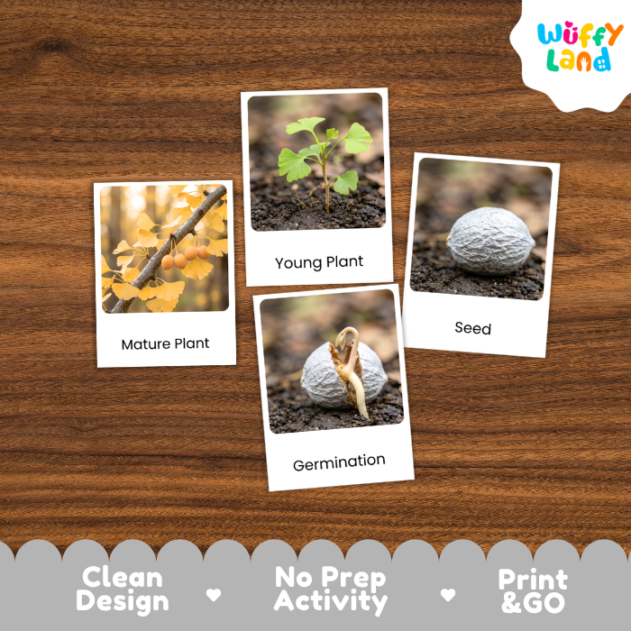 Ginkgo Life Cycle Flashcards | 3 Part Cards Montessori Science Activity