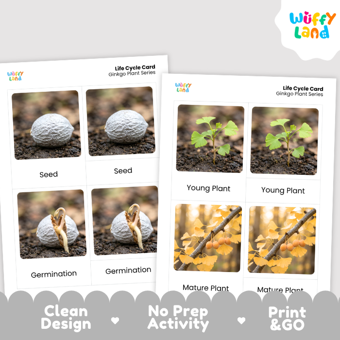 Ginkgo Life Cycle Flashcards | 3 Part Cards Montessori Science Activity