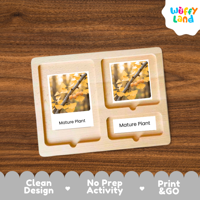 Ginkgo Life Cycle Flashcards | 3 Part Cards Montessori Science Activity