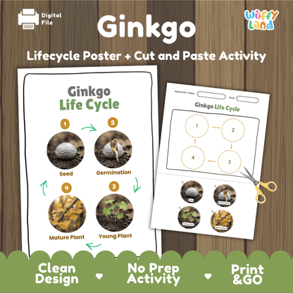 Ginkgo Life Cycle Poster and Cut and Paste Activity Worksheet